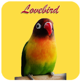 Kicau Lovebird icon