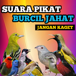 Pikat burung kecil ampuh