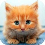 Ginger Cat Live Wallpaper icon