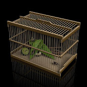 Insect Cage