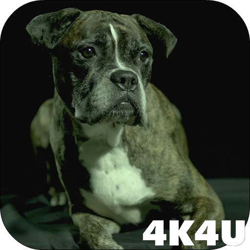 4K Dogs Slow-mo Video Live Wal  Icon