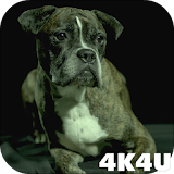 4K Dogs Slow-mo Video Live Wallpaper icon