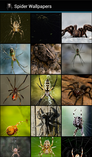 Spider Wallpapers Screen 2