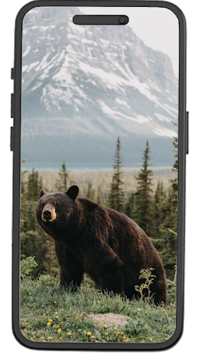 Bear Wallpapers Screen 2