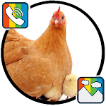 Cover Image of Download Hen sounds for Ringtones and Wallpapers 1.0 APK