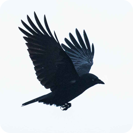 Crow Wallpaper