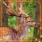 Top 48 Personalization Apps Like Deer and Elk Live Wallpaper - Best Alternatives