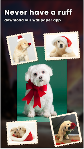 Cute Dog Love HD Wallpaper Screen 2