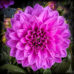 Cover Image of Download Dahlia Flower HD Wallpaper 3.2 APK