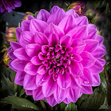 Dahlia Flower HD Wallpaper icon