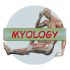 Human Anatomy. Myology icon