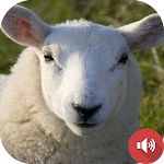 Cover Image of Tải xuống Sheep Sounds  APK