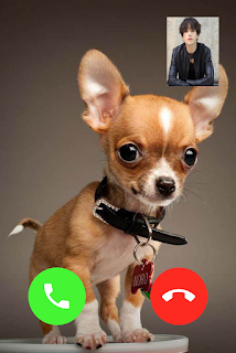 Chihuahua Dog Video Call screenshot 3