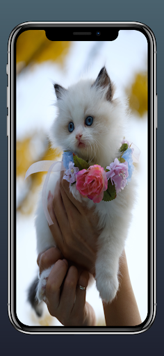 Cats Wallpapers HD 2022 Screen 3
