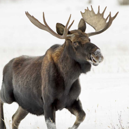Moose Sounds: Download & Review