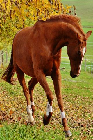 Android application Horse wallpapers screenshort