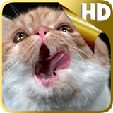 Cat Shake HD Live Wallpaper icon