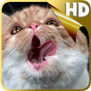 Cat Shake HD Live Wallpaper