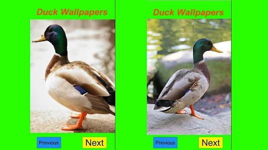 Duck 4K Wallpaper Cute Sim