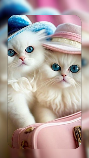 White Cat Wallpapers 4K Screen 3