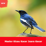 Master Kicau Kacer Gacor Juara icon