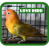 Masteran Kicau Lovebird icon