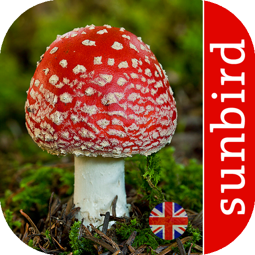 Mushroom Id - British Fungi v12 Icon