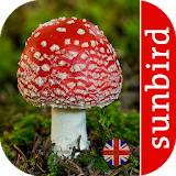 Mushroom Id - British Fungi icon