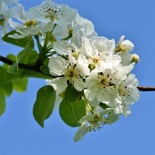 Apple blossom HD Flower Wallpaper and Backgrounds