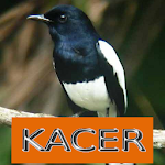 Cover Image of 下载 Master Kicau Kacer  APK