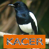 Master Kicau Kacer icon
