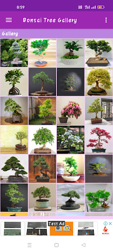 Bonsai Tree Gallery Screen 2