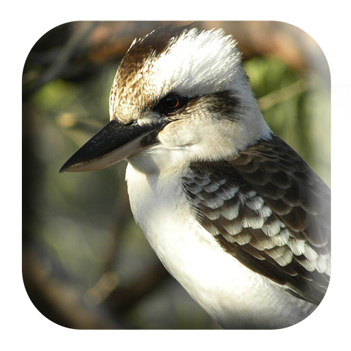Laughing Kookaburra logo