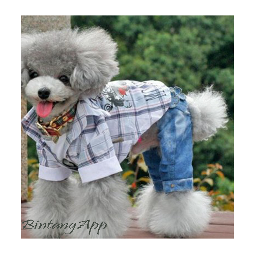 Accesorios para perros idea