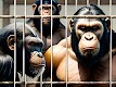 screenshot of Angry Gorilla Apes City Games