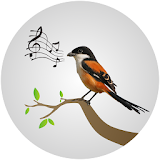 Shrike Birdsong icon