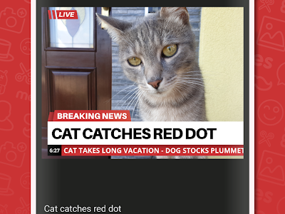 I am not a cat meme generator 280953-I am not a cat meme  generator