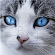 Cats Jigsaw Puzzle - Androidアプリ