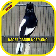 Top 41 Music & Audio Apps Like Master Kicau Kacer Ngeplong Gacor Kasar - Best Alternatives