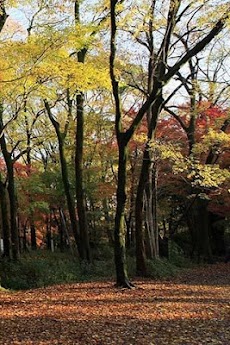 日本の秋のパズルのおすすめ画像4