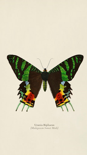 Butterfly Illustrations Screen 3