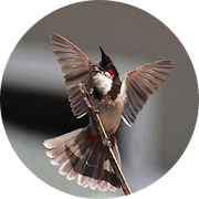 Red-whiskered bulbul Song