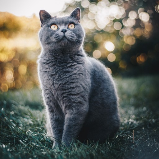 Chartreux Wallpapers logo