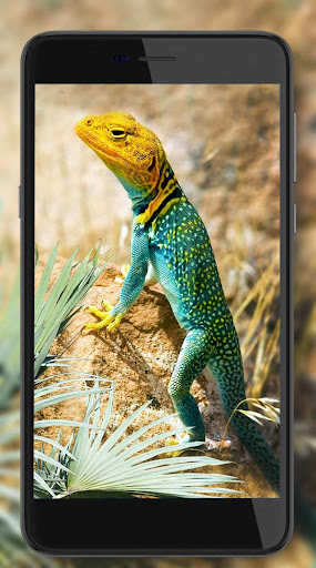 Lizards and Chameleons