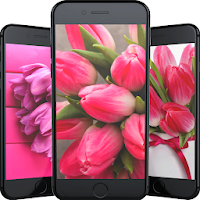 Tulips Flowers Wallpapers