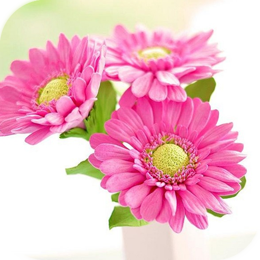 AppLock Theme Spring Blooming logo