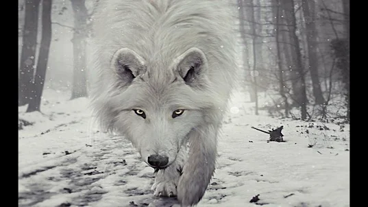 Wolves. Nature Wallpapers