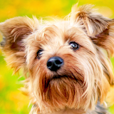 yorkie puppy wallpapers icon