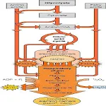 Cover Image of Descargar Carbohydrate Metabolism  APK