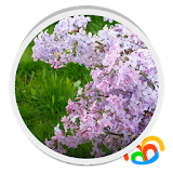Lilacs Live Wallpaper icon